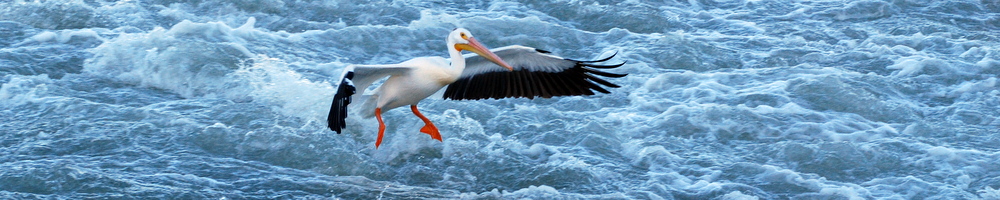 1000x200-pelican2.jpg